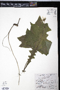 Smallanthus maculatus image