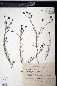 Porophyllum coloratum image