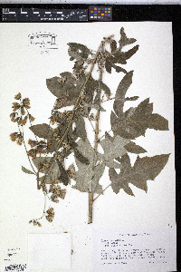 Nabalus albus image