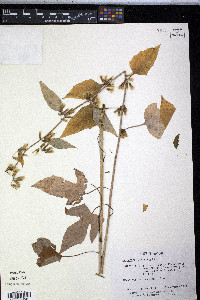 Nabalus altissimus image