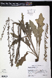 Nabalus autumnalis image
