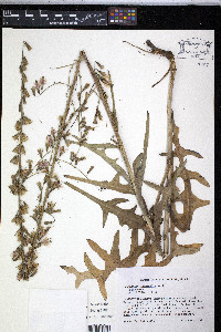 Nabalus autumnalis image