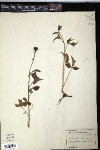Nabalus trifoliolatus image