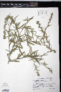 Pseudelephantopus spicatus image