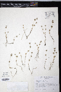 Psilocarphus tenellus image