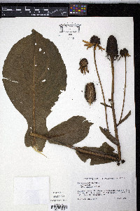 Rudbeckia maxima image