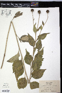 Rudbeckia subtomentosa image