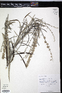 Pterocaulon virgatum image