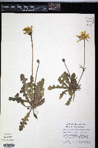 Pyrrhopappus grandiflorus image