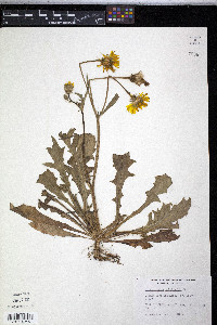 Pyrrhopappus pauciflorus image