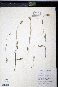Pyrrhopappus pauciflorus image