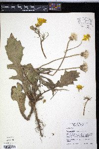 Pyrrhopappus pauciflorus image