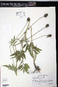 Ratibida pinnata image