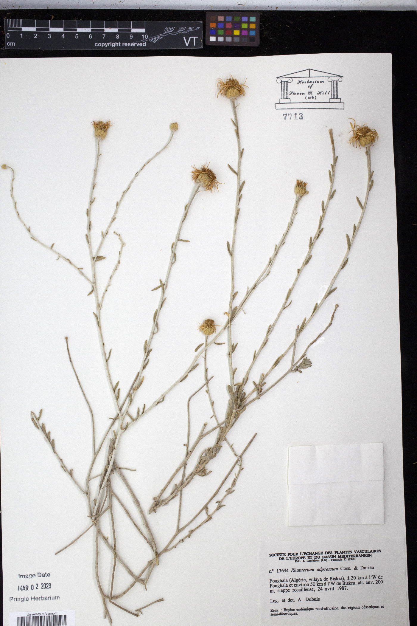 Rhanterium adpressum image