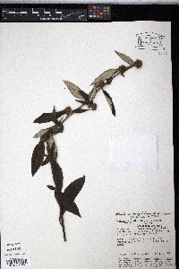 Rolandra fruticosa image