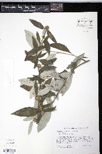 Rolandra fruticosa image