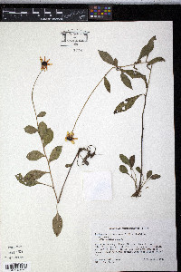 Rudbeckia fulgida image