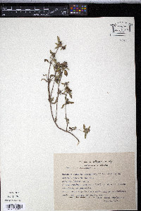 Sanvitalia procumbens image