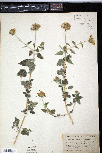 Sclerocarpus uniserialis image