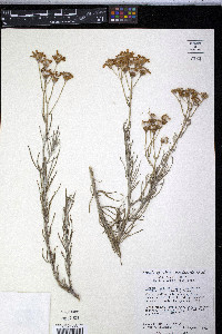 Senecio flaccidus var. flaccidus image