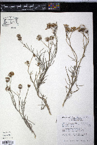 Senecio flaccidus image