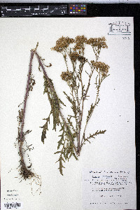 Senecio eremophilus image