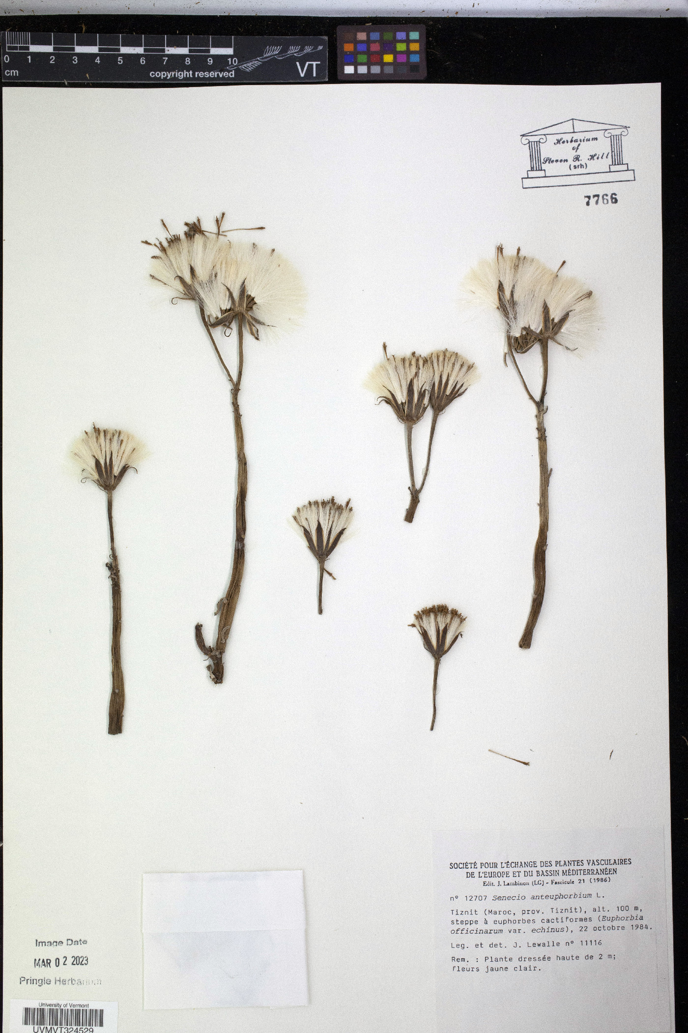 Senecio anteuphorbium image