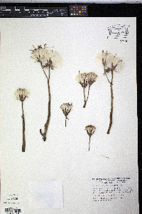 Media resource of Senecio anteuphorbium
