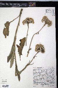 Senecio aronicoides image