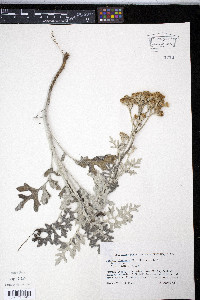 Senecio bicolor image