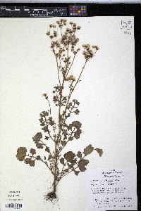 Packera tampicana image