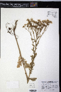 Senecio jacobaea image