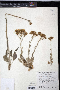 Packera neomexicana var. mutabilis image