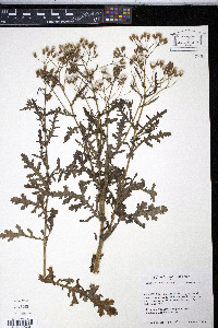 Senecio sylvaticus image