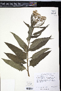 Senecio triangularis image