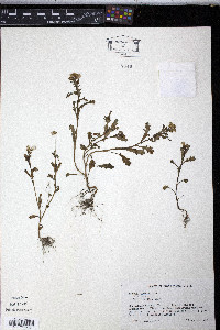 Senecio vulgaris image