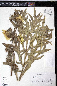 Silphium laciniatum image