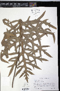 Silphium laciniatum image