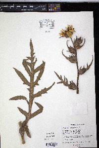 Silphium laciniatum image