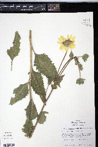 Silphium simpsonii image