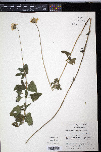 Simsia calva image