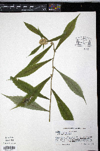 Solidago curtisii image