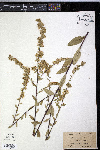 Solidago patula image