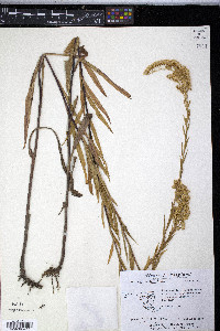 Solidago sempervirens var. mexicana image
