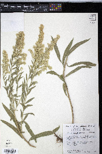 Solidago velutina image