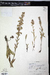 Solidago spathulata image