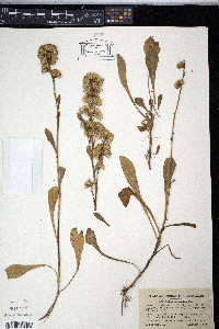 Solidago spathulata image