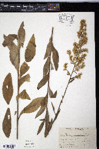 Solidago speciosa image
