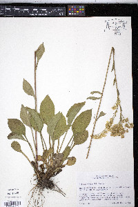 Solidago verna image