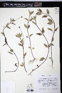 Spilanthes americana image